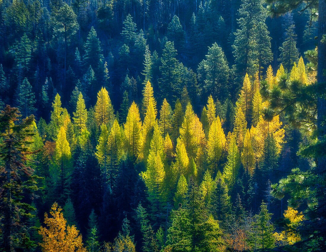 USA, Staat Washington, Cle Elum, Kittitas County. Westliche Lärche in der Nähe von Blewett Pass.