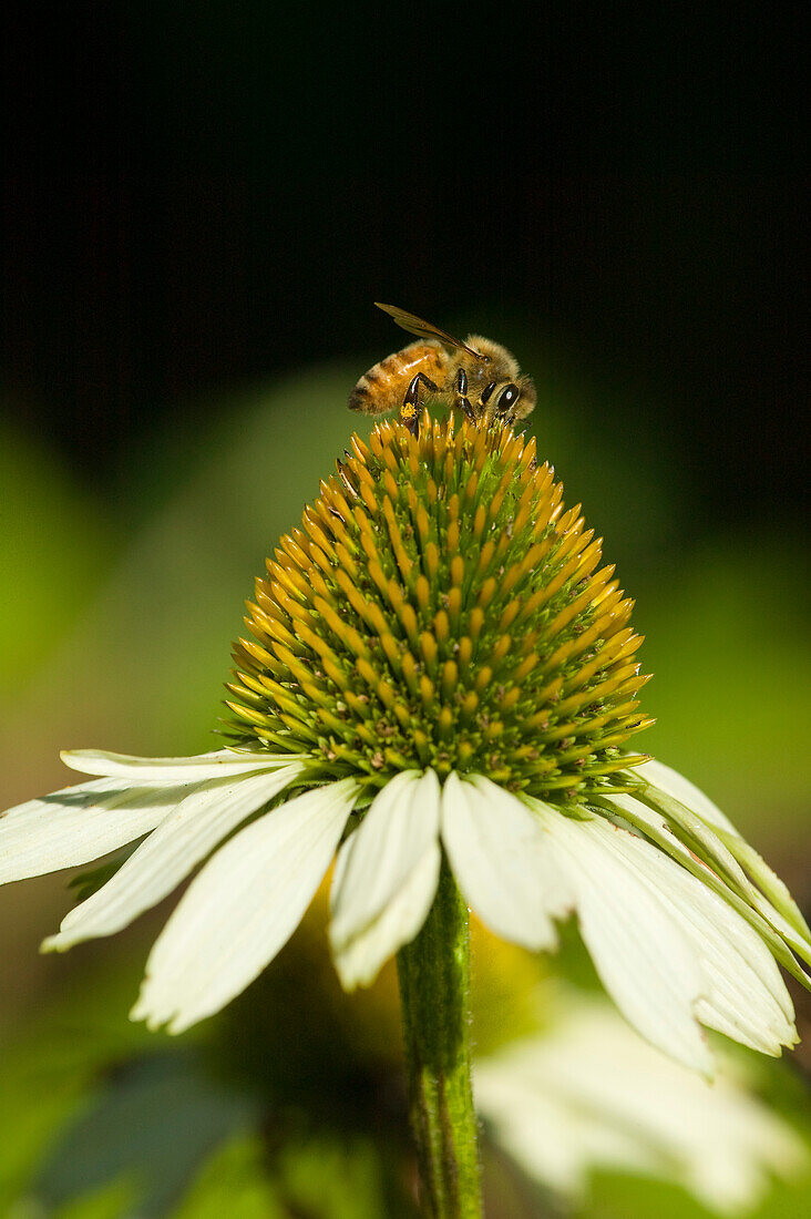 Issaquah, Washington, USA. White Luster Coneflower (Echinacea purpurea) with a honey bee (Apis mellifera). Coneflowers attract beneficial insects.