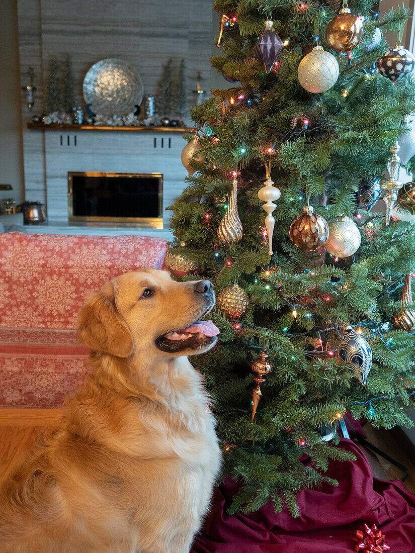 USA, Washington State, Bellevue, Golden Retriever Hund in der Nähe von Weihnachtsbaum.