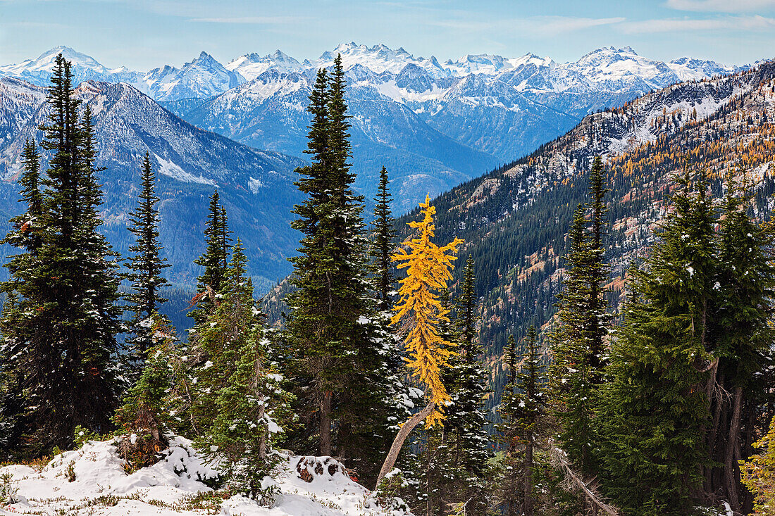 Washington State, Wenatchee National Forest, golden Larch tree and North Cascade mountains