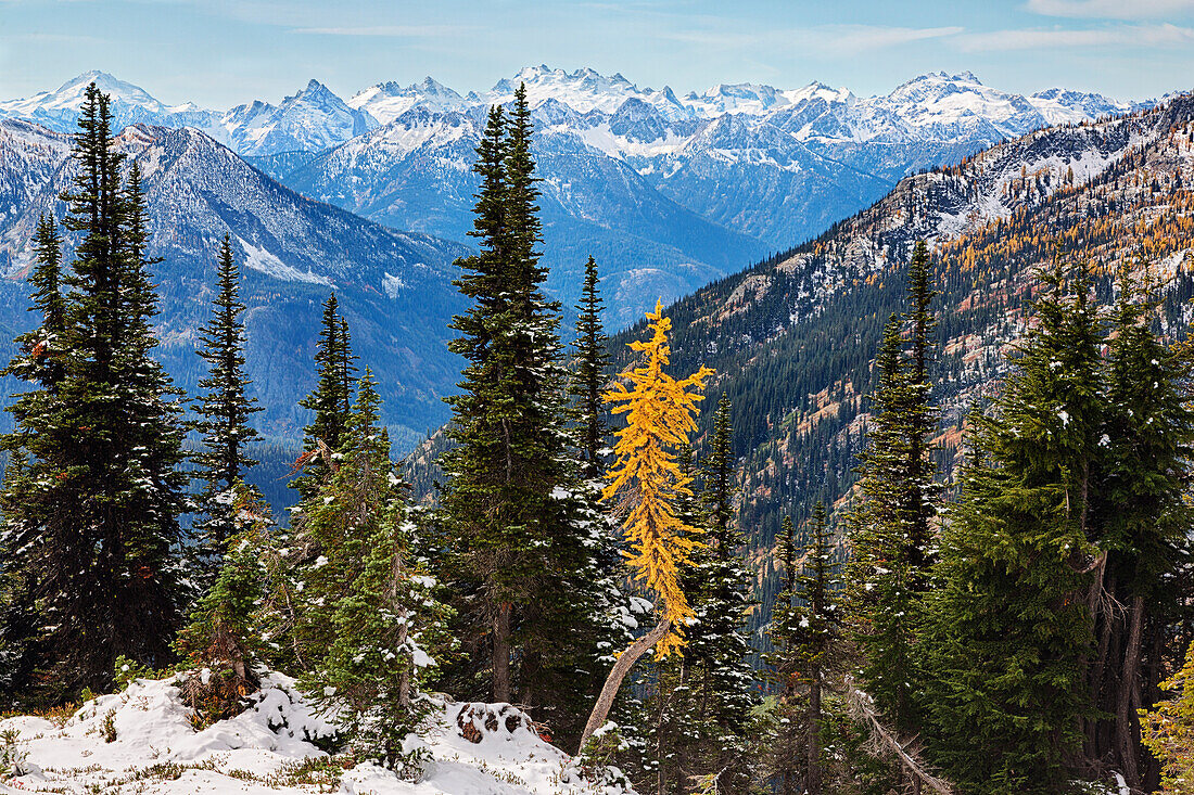 Washington State, Wenatchee National Forest, goldene Lärche und North Cascade Mountains