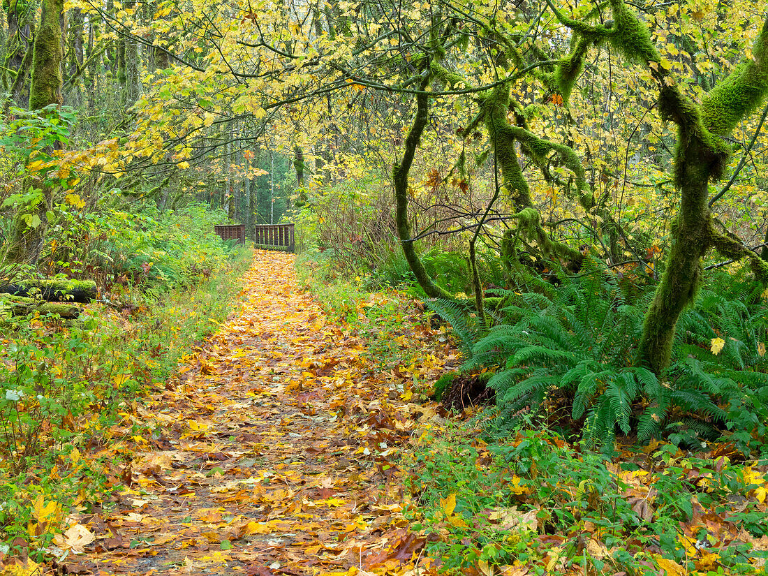 WA, Tiger Mountain, Leaf covered trail