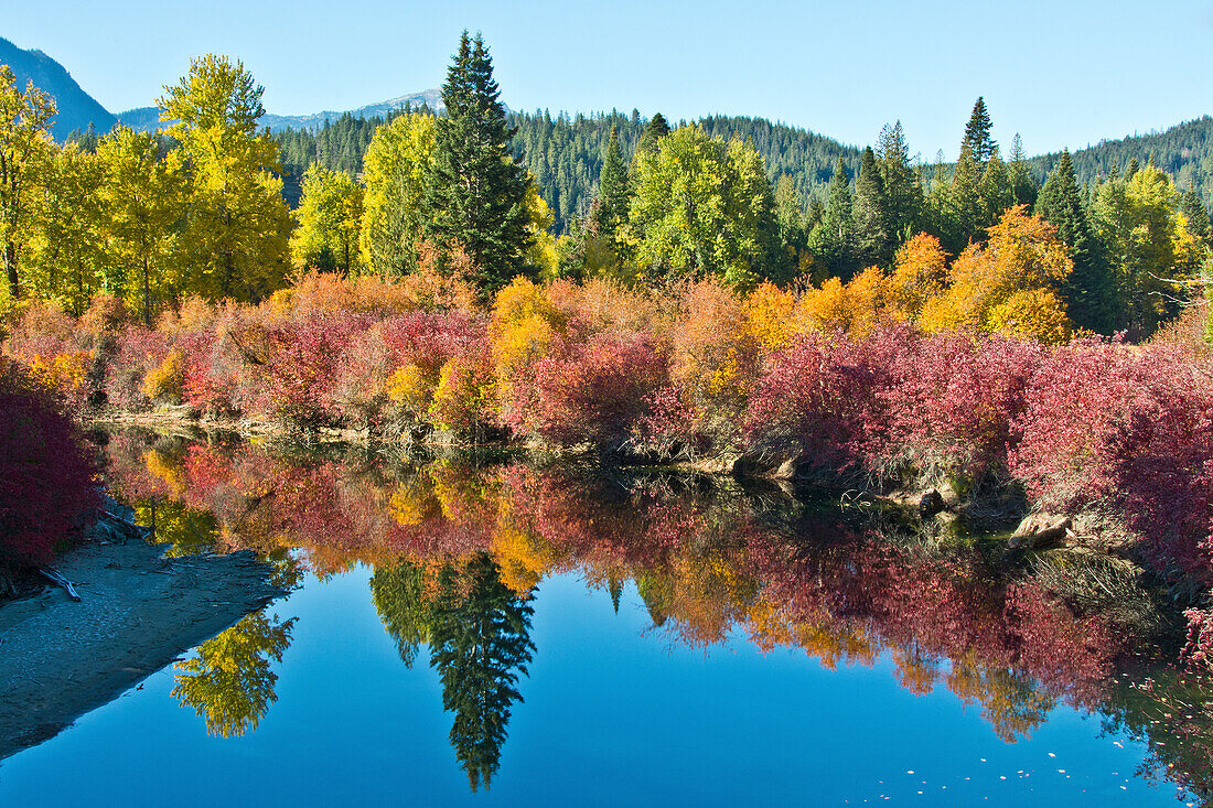 Herbstfärbung, White River, Wenatchee National Forest, Washington State, USA