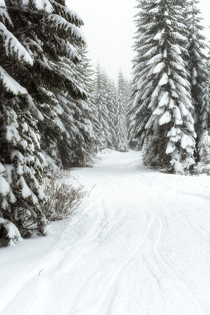 USA, Washington State, Crystal Mountain area. Winter snow.