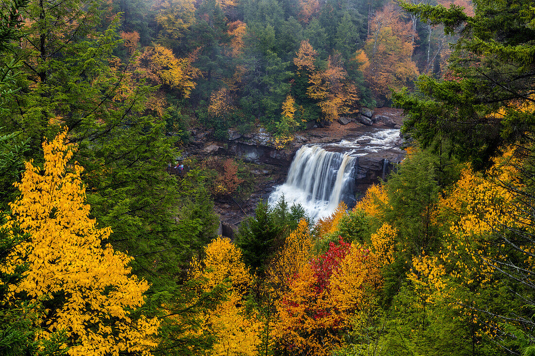 Blackwater Falls im Herbst im Blackwater Falls State Park in Davis, West Virginia, USA