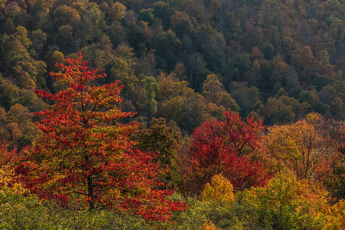 Autumn color in hardwood forest in Randolph County, West Virginia, USA