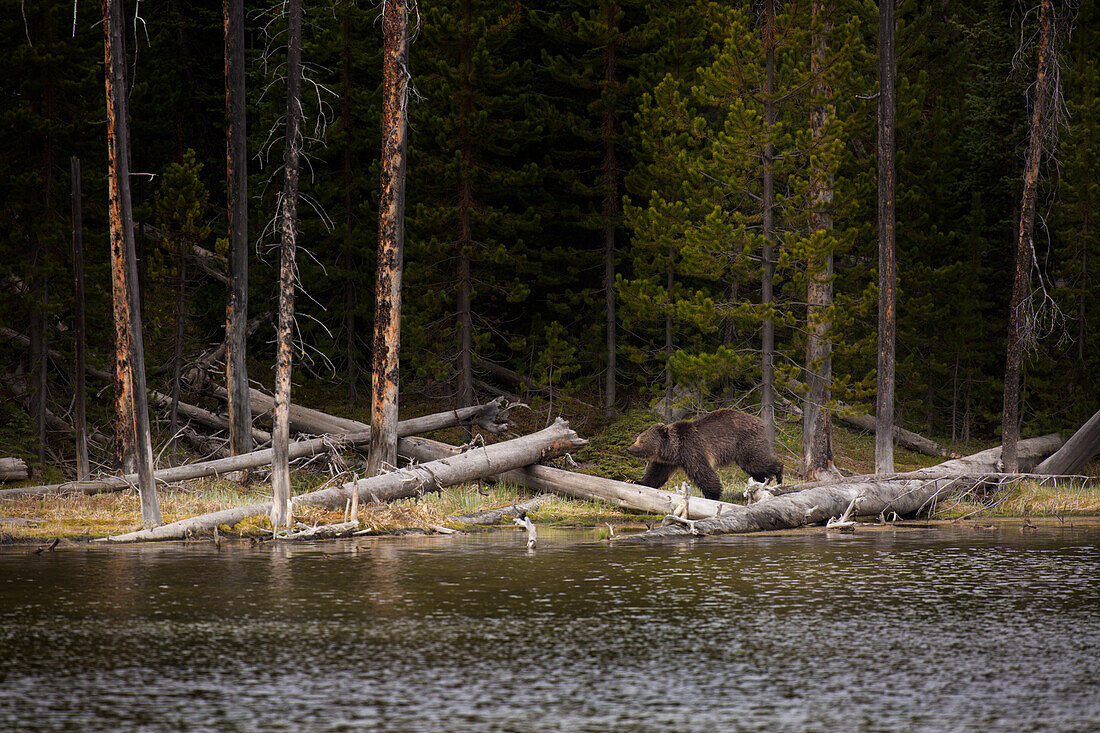 USA, Wyoming, Yellowstone National Park. Adult grizzly bear walks along lake shore