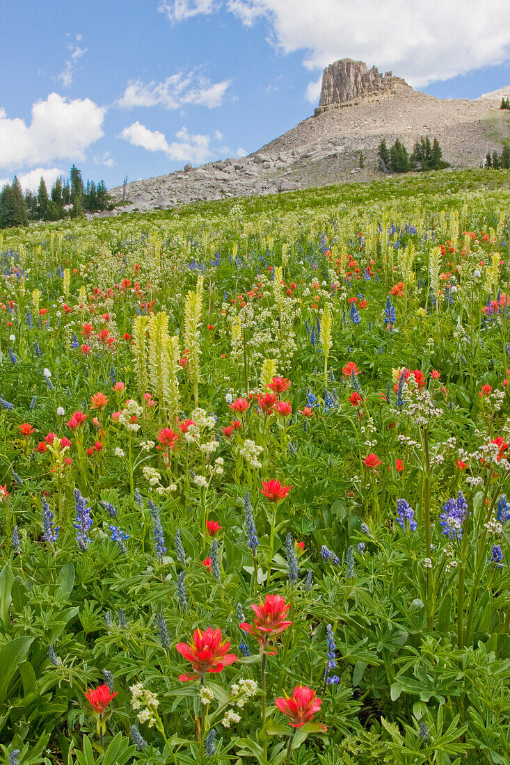 Wyoming, Grand-Teton-Nationalpark, Spearhead Peak mit einem Vordergrund einer Wildblumenwiese.