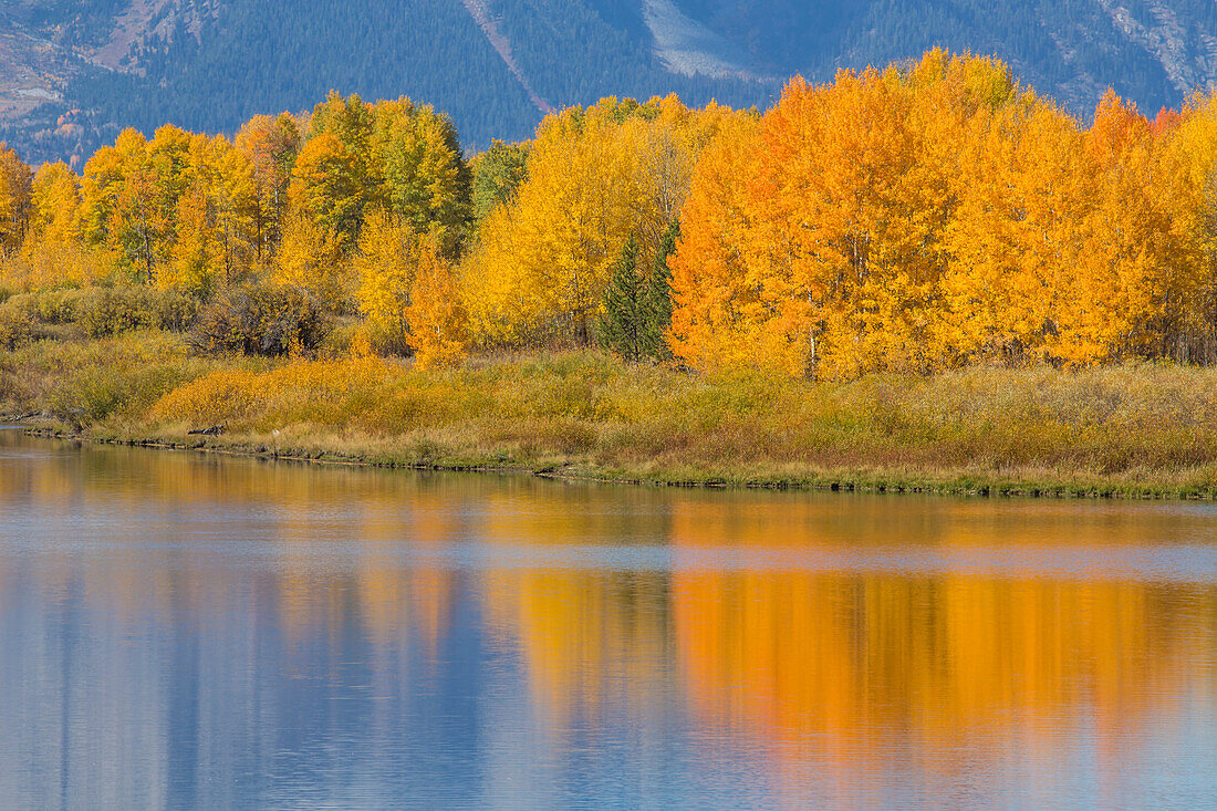 USA, Wyoming, Grand Teton National Park. Autumn colored aspen trees are reflected in the Snake River