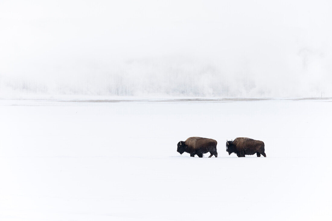 USA, Wyoming, Yellowstone-Nationalpark. Bison bewegt sich durch den tiefen Schnee mit dem Midway Geyser Basin im Hintergrund.