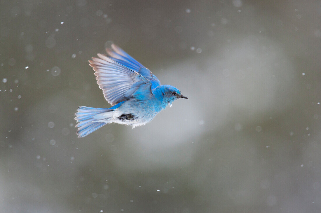 Yellowstone National Park. A male mountain bluebird hovers above a stream in a snowstorm looking for insects.