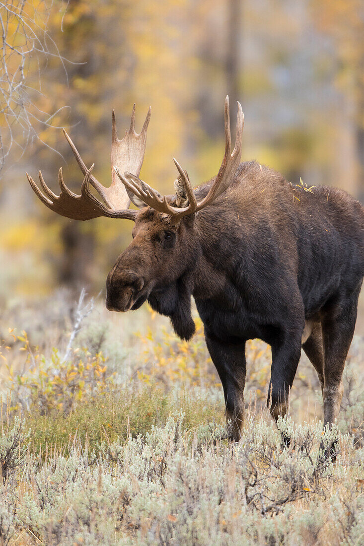 Elchbulle (Alces Alces) im Herbst, Grand-Teton-Nationalpark, Wyoming