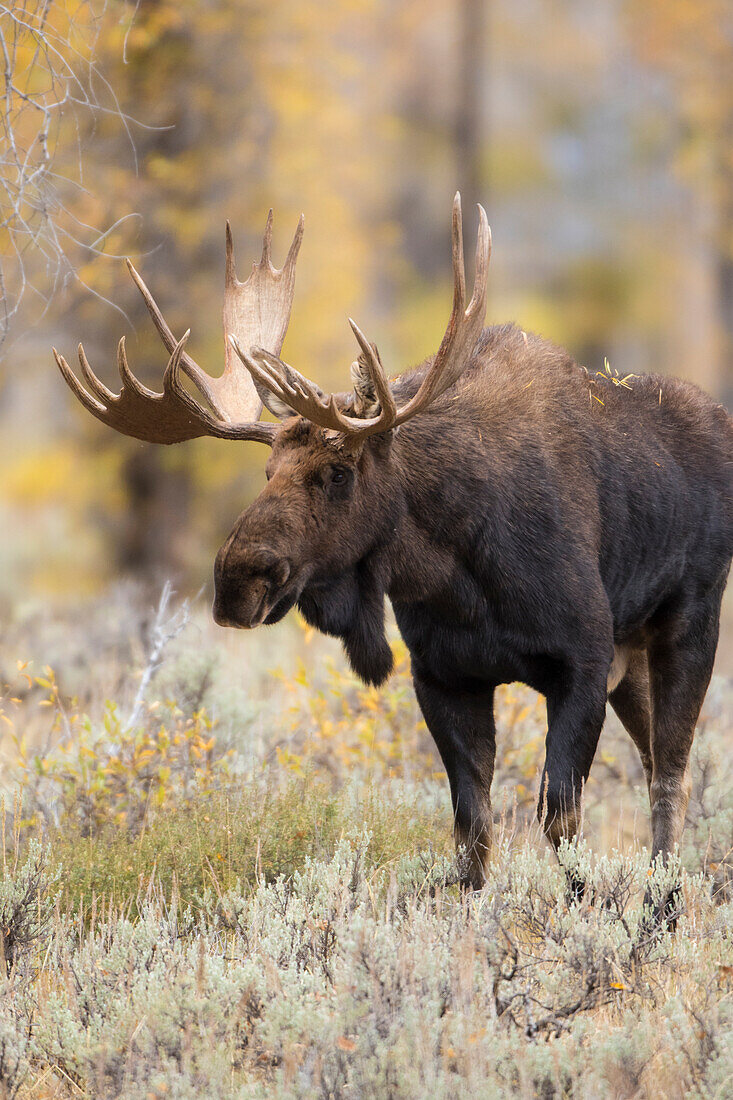 Moose (Alces alces) bull in fall, Grand Teton National Park, Wyoming