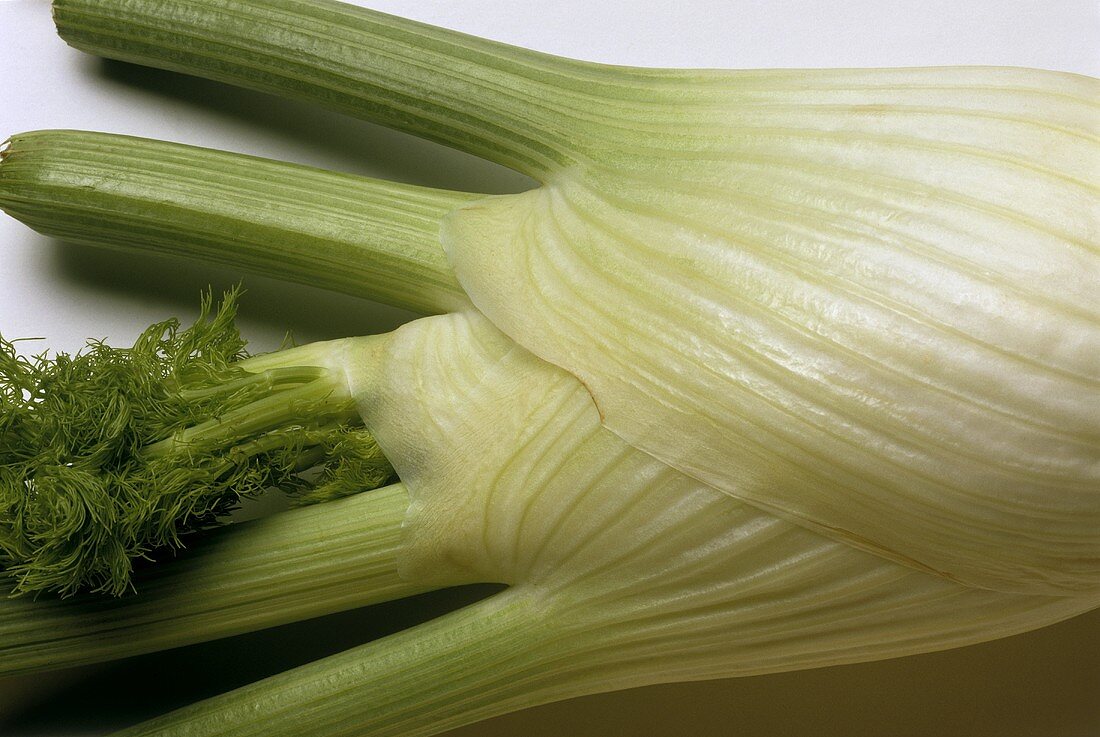 Fenchel