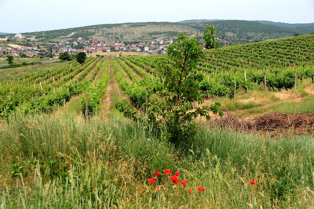 on the wine route near Prizren, Kosovo