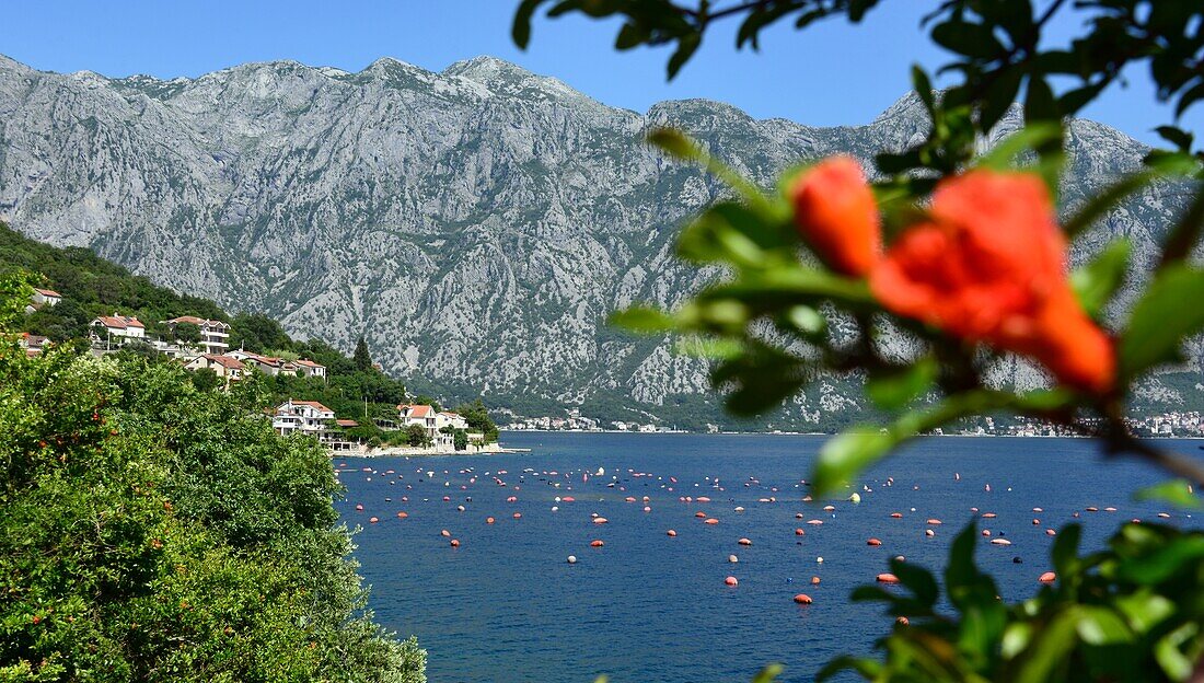 Bei Ljuta, innere Bucht von Kotor, Montenegro