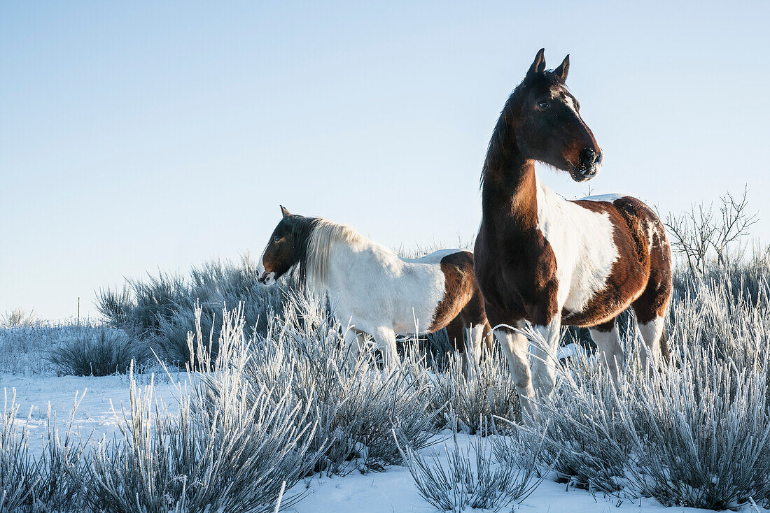 Schöne Paint Horses auf dem Gebiet des verschneiten Winters