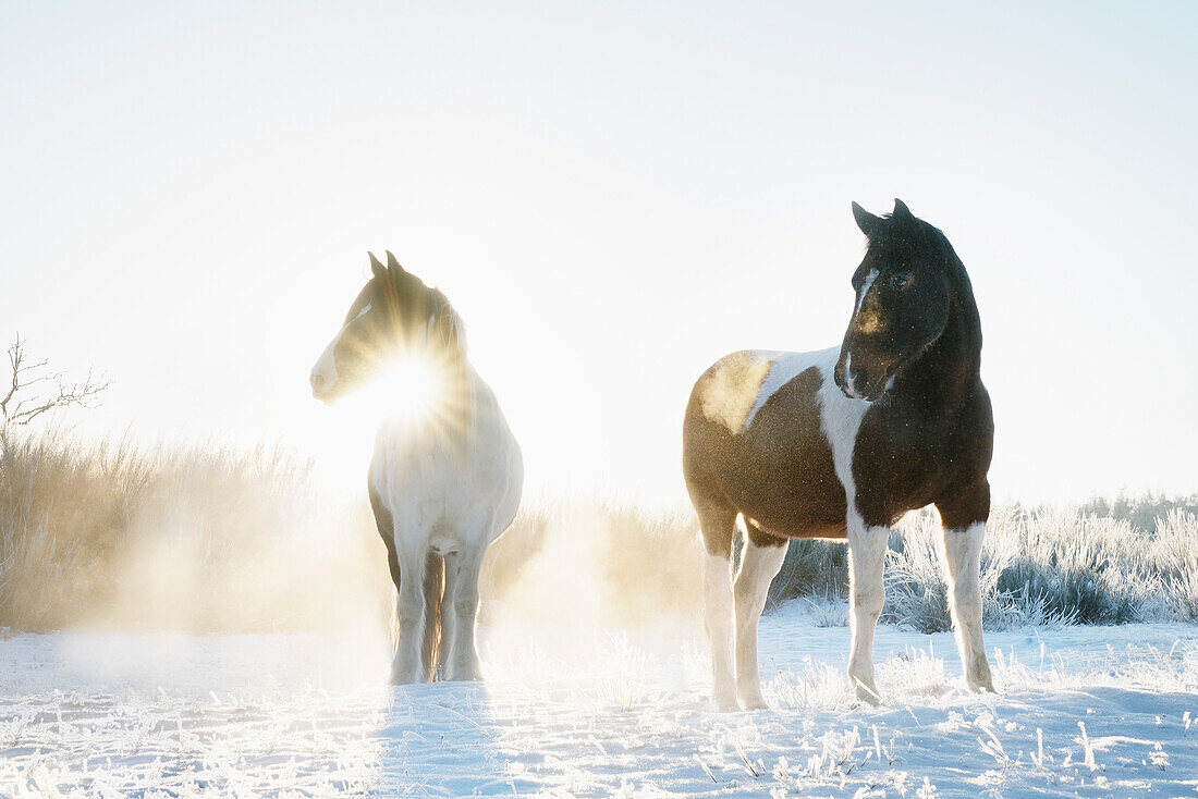 Schöne Pferde im sonnigen, verschneiten Winterfeld bei Sonnenaufgang