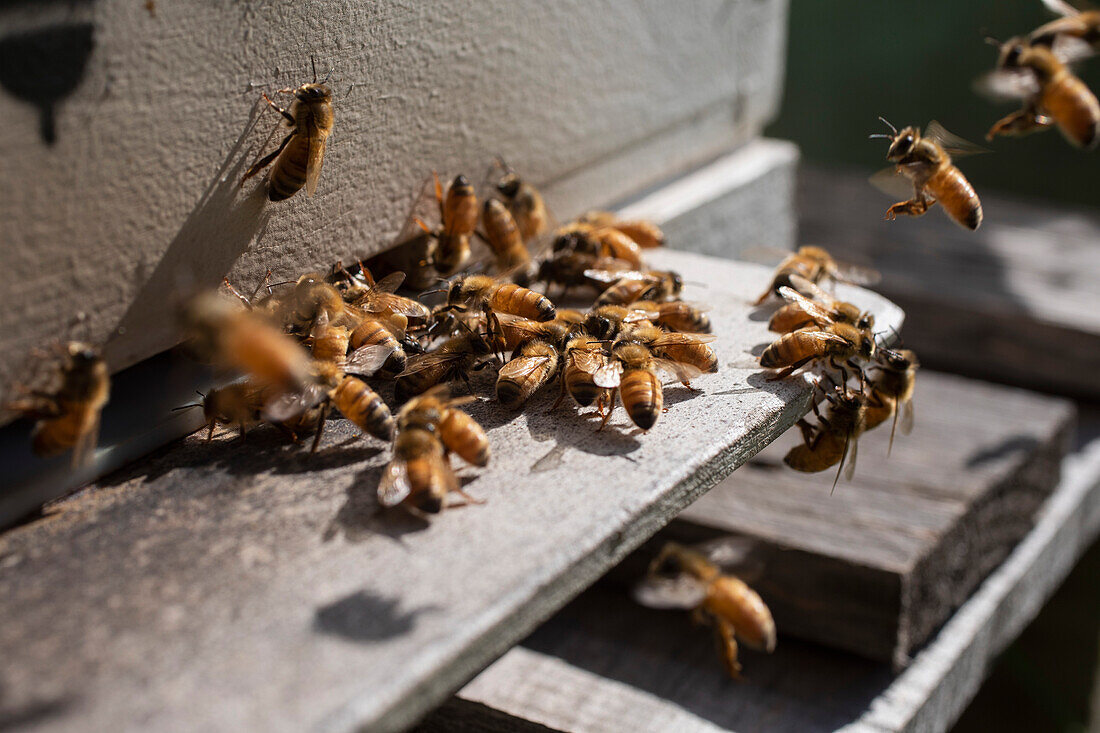 Nahaufnahme von einem Bienenschwarm außerhalb eines sonnigen Bienenstocks