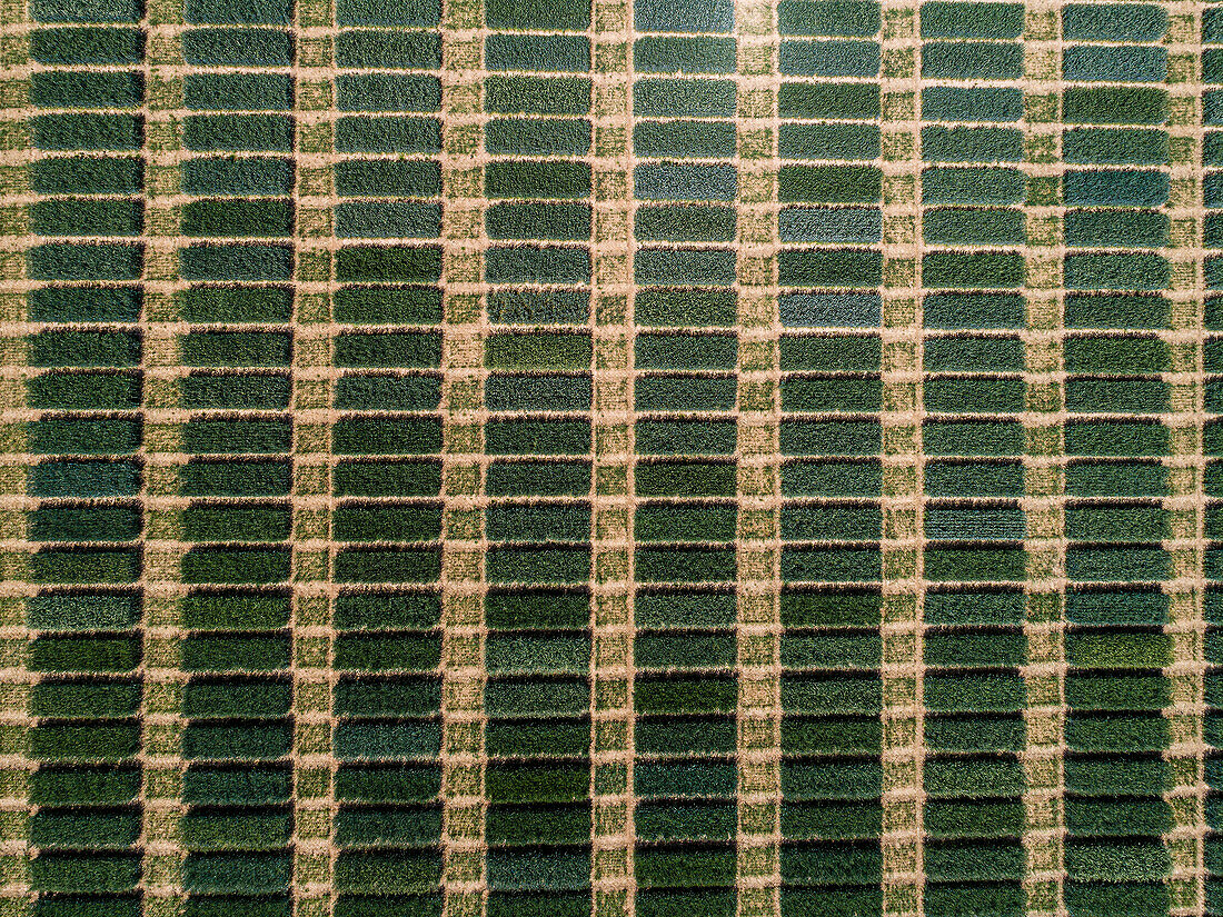Üppige grüne Flecken bilden Muster in der Ernte, Baden-Württemberg, Deutschland, Luftaufnahme