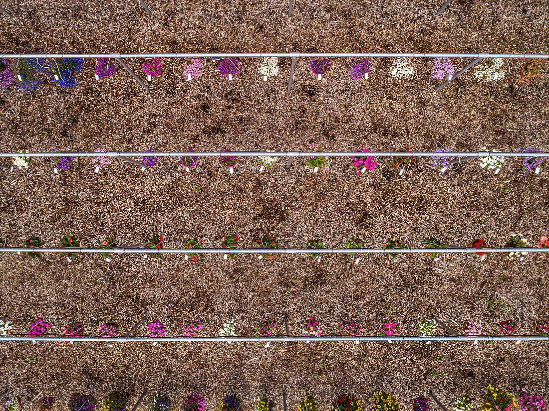 Aerial view flowers growing in rows, Baden-Wuerttemberg, Germany