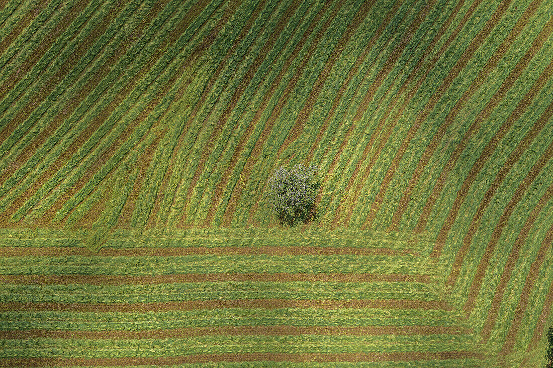 Aerial view lone tree among rows of harvested green hay in agricultural field, Auvergne, France