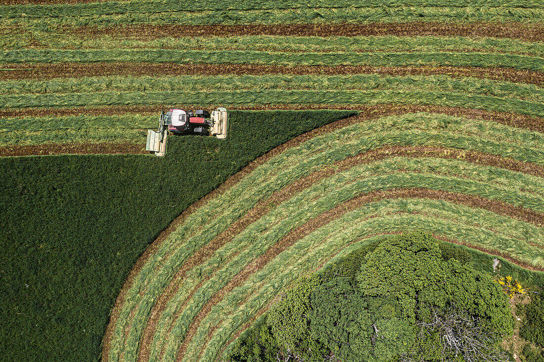 Traktor erntet Zeilen in grüner Heuernte, Auvergne, Frankreich