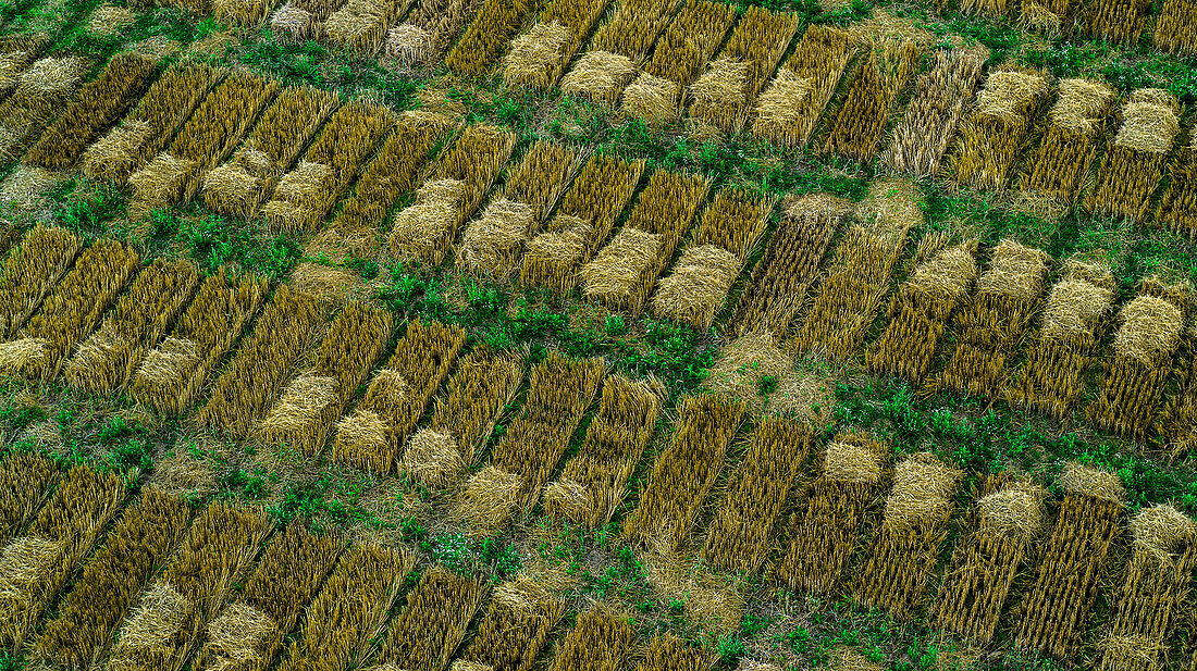 Aerial drone POV green and brown crop patches forming pattern in agricultural field
