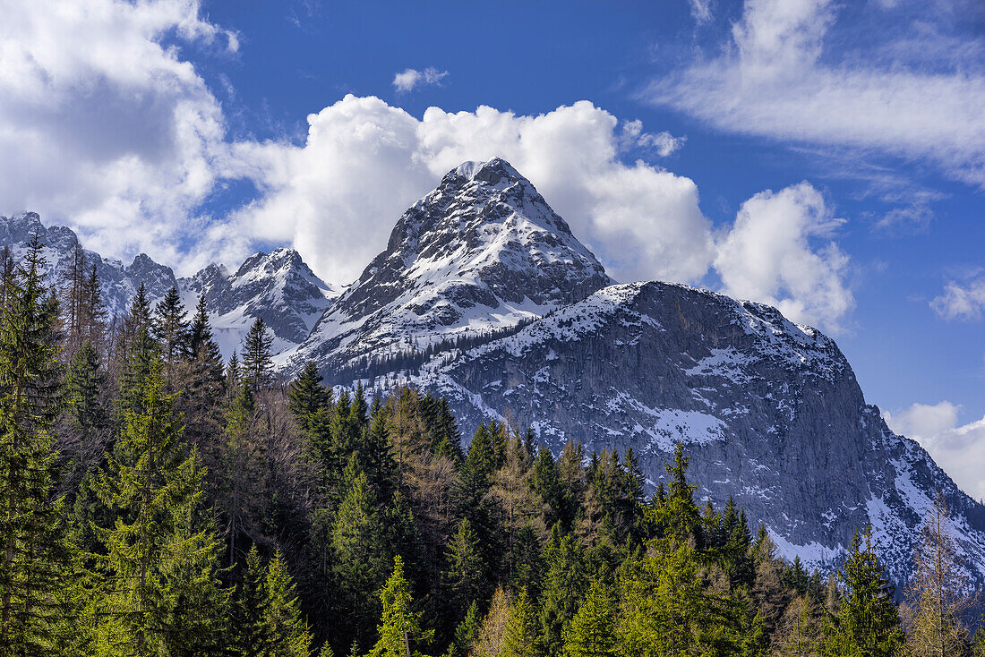 Blick über den Bergwald auf die Sonnenspitze im Frühling, Ehrwald, Tirol, Österreich, Europa