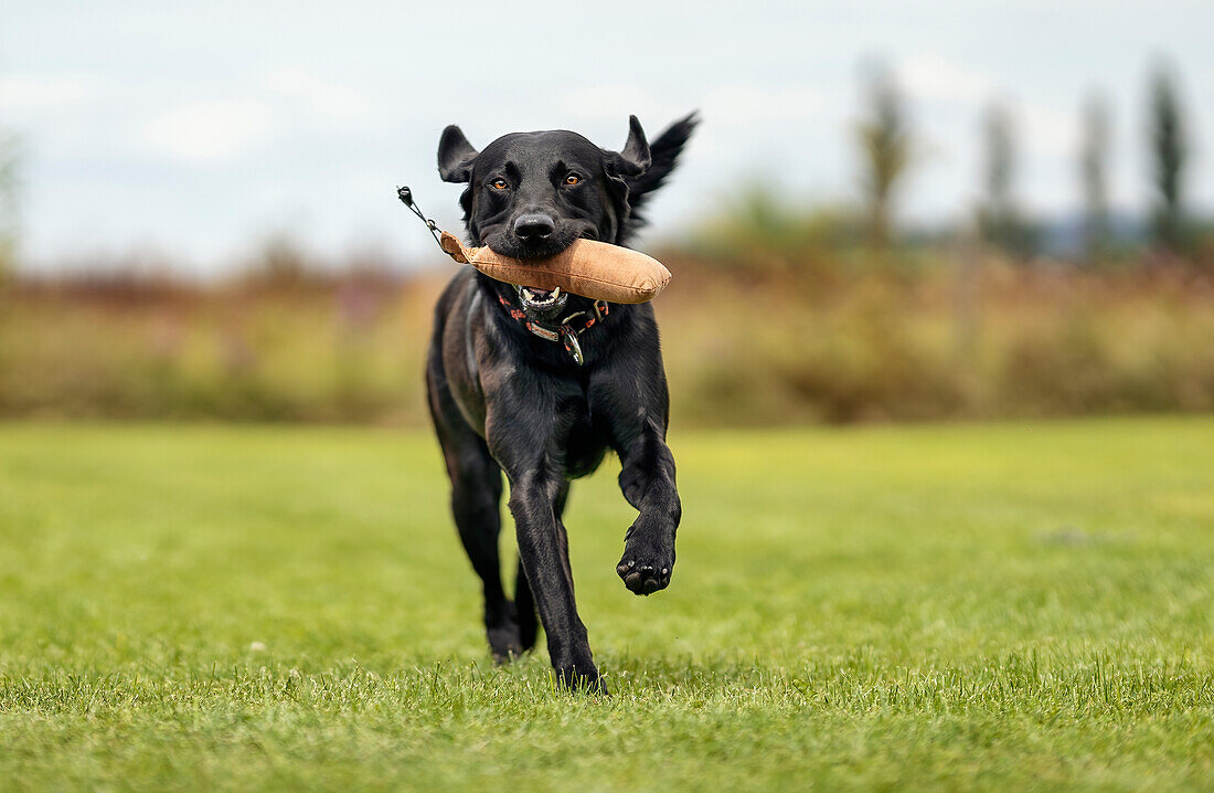 Young labrador with dummy in a summer meadow