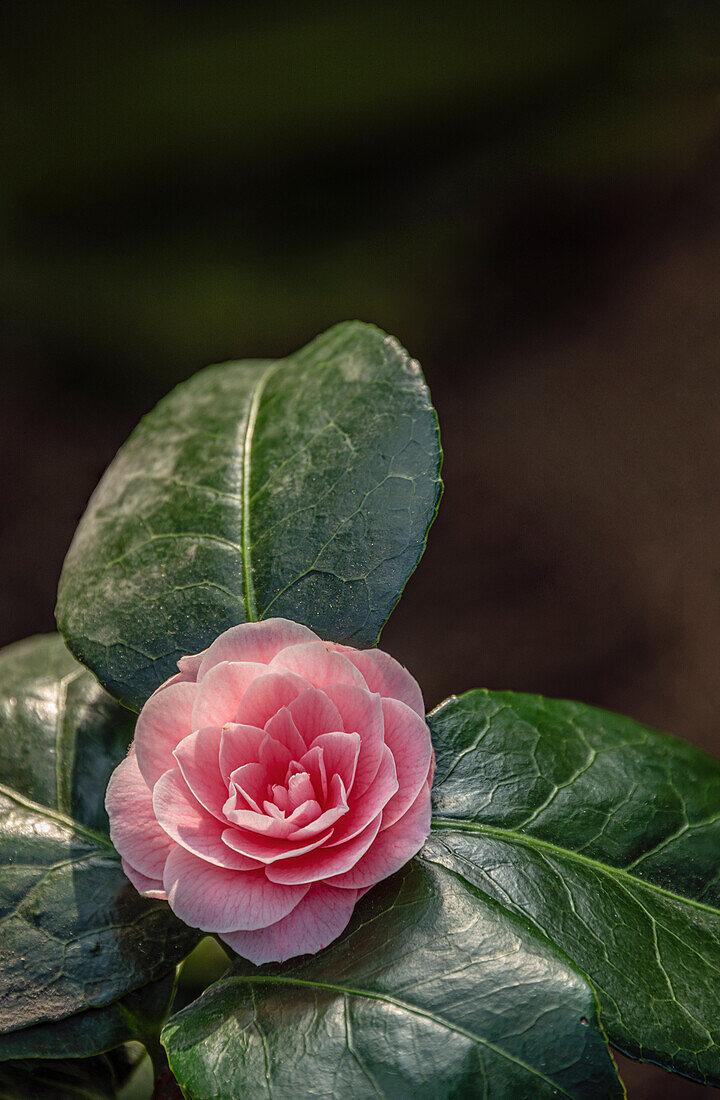 Blüte einer Camellia Japonica, "Frau Minna Seidel", Sachsen, Deutschland