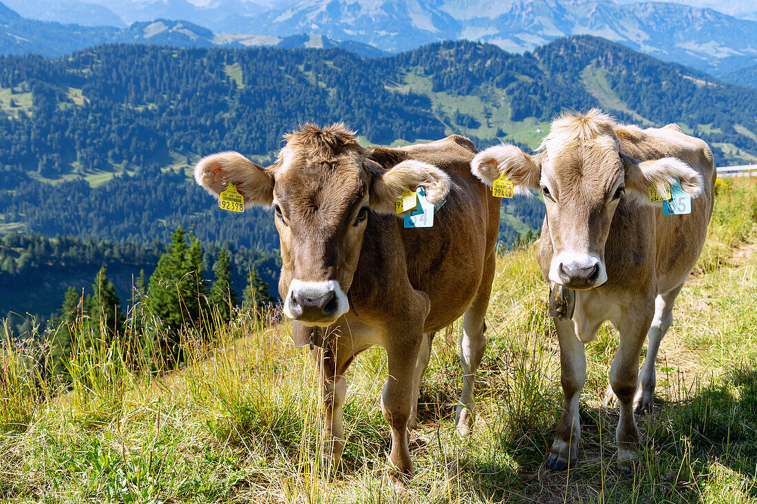 Kühe und Bergpanorama vom Hochgrat im Oberallgäu in Bayern in Deutschland