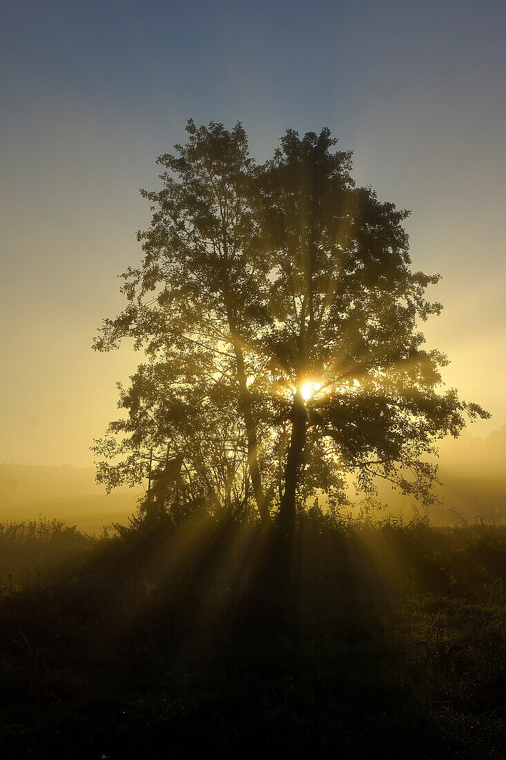 Sonnendurchfluteter Baum im herbstlichen Morgennebel, Bayern, Deutschland, Europa