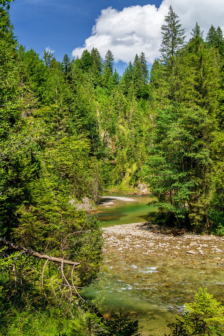 In der wildromantischen Ammerschlucht bei Saulgrub, Landkreis Garmisch-Partenkirchen, Bayerisches Voralpenland, Oberbayern, Bayern, Deutschland, Europa