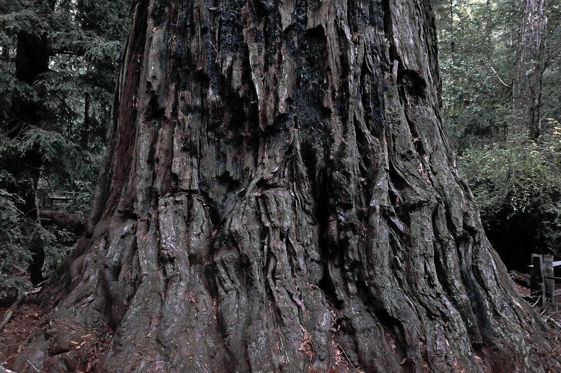 Redwood-Baumstamm, Big Basin Redwoods State Park, Boulder Creek, Kalifornien, USA