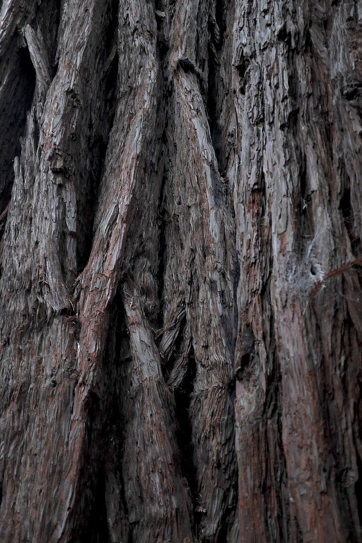 Redwood-Baum-Detail, Big Basin Redwoods State Park, Boulder Creek, Kalifornien, USA