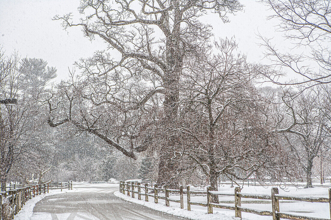 Winterlandschaft, Swarthmore College, Swarthmore, Pennsylvania, USA