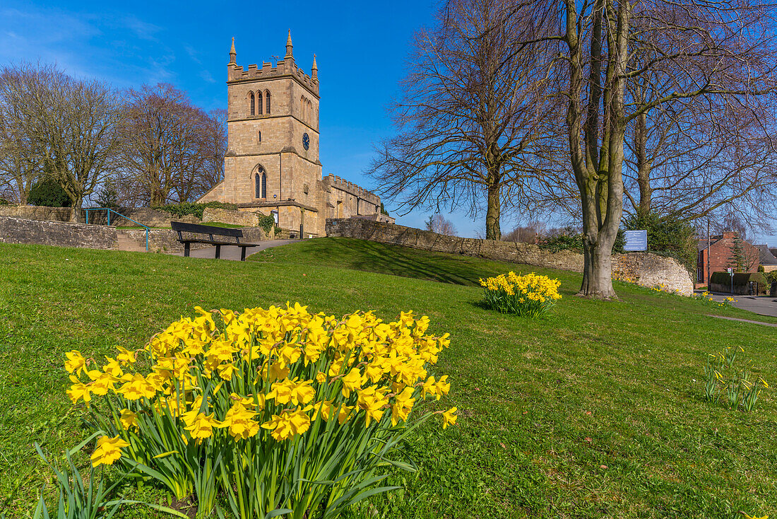 Blick auf Narzissen und St. Leonard's Church, Scarcliffe in der Nähe von Chesterfield, Derbyshire, England, Vereinigtes Königreich, Europa