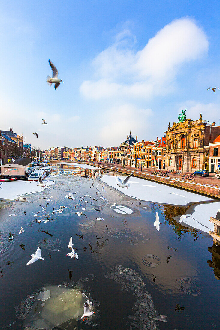 Möwen fliegen im Winter über den zugefrorenen Flusskanal Spaarne, Haarlem, Amsterdam, Nordholland, Niederlande, Europa