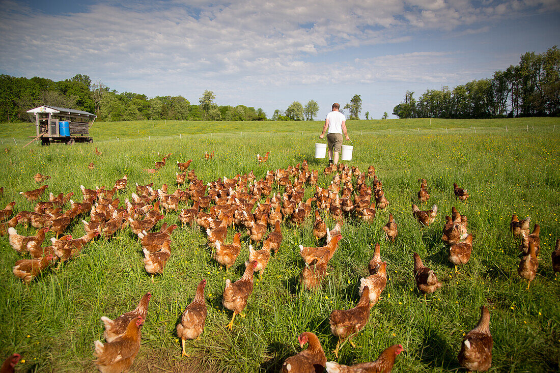Ein Bauer, der sich darauf vorbereitet, seine Herde freilaufender Hühner auf der Rockland Farm in der Nähe von Seneca, Maryland, Vereinigte Staaten von Amerika, Nordamerika zu füttern