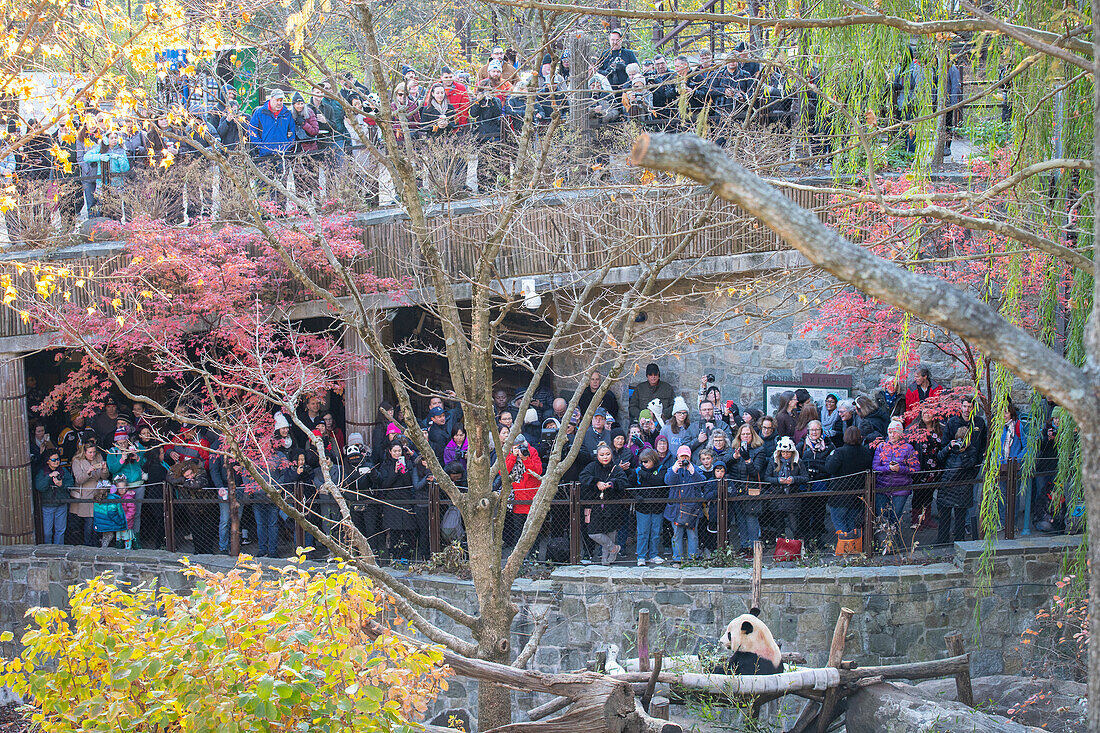 Eine große Menschenmenge beobachtet Bei Bei the Giant Panda am Vorabend seiner Abreise nach China, Smithsonian National Zoo, Washington DC, Vereinigte Staaten von Amerika, Nordamerika