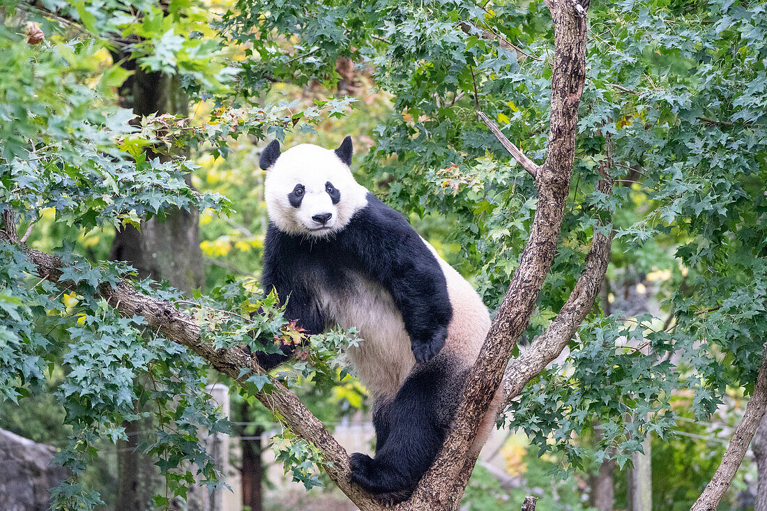 Bei Bei klettert der Große Panda auf einen Baum in seinem Gehege im Smithsonian National Zoo in Washington DC, Vereinigte Staaten von Amerika, Nordamerika