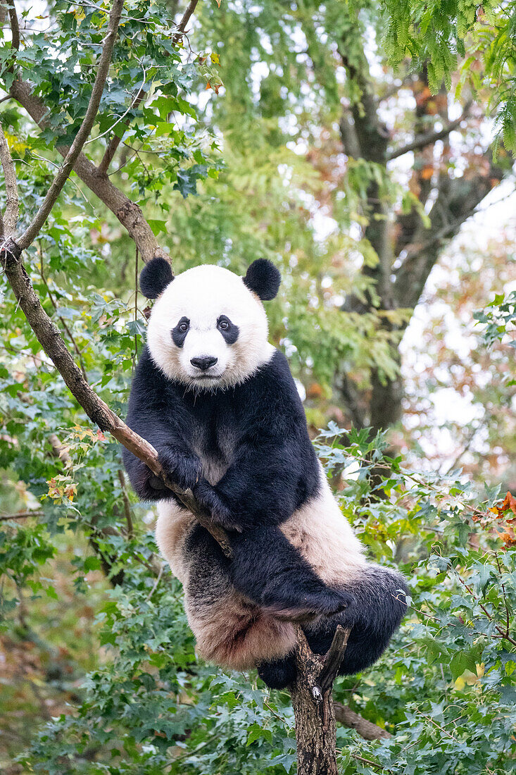 Bei Bei klettert der Große Panda auf einen Baum in seinem Gehege im Smithsonian National Zoo in Washington DC, Vereinigte Staaten von Amerika, Nordamerika