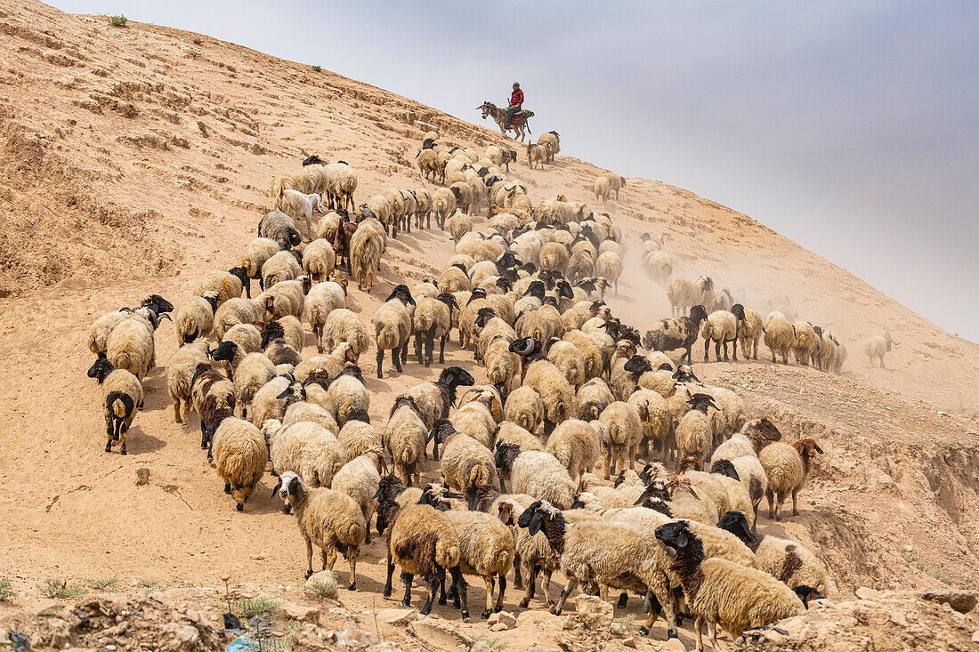 Hirte mit seinen Schafen, Mosul, Irak, Naher Osten