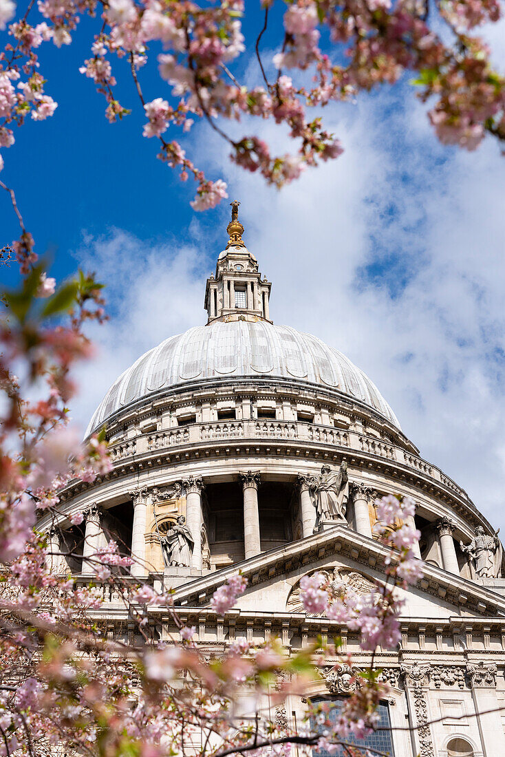 St. Paul's Cathedral with cherry blossom in springtime, London, England, United Kingdom, Europe