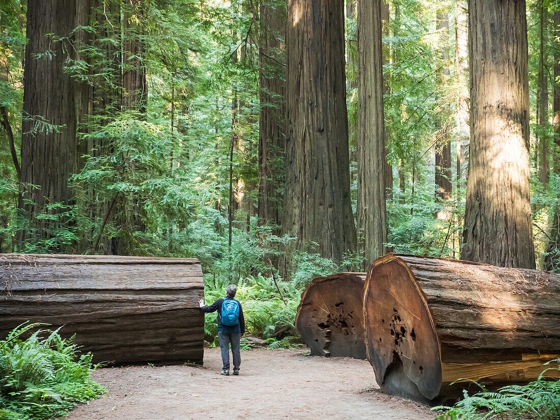 Hiker in a redwood grove on the Avenue of Giants, Humboldt Redwoods State Park, California, United States of America, North America