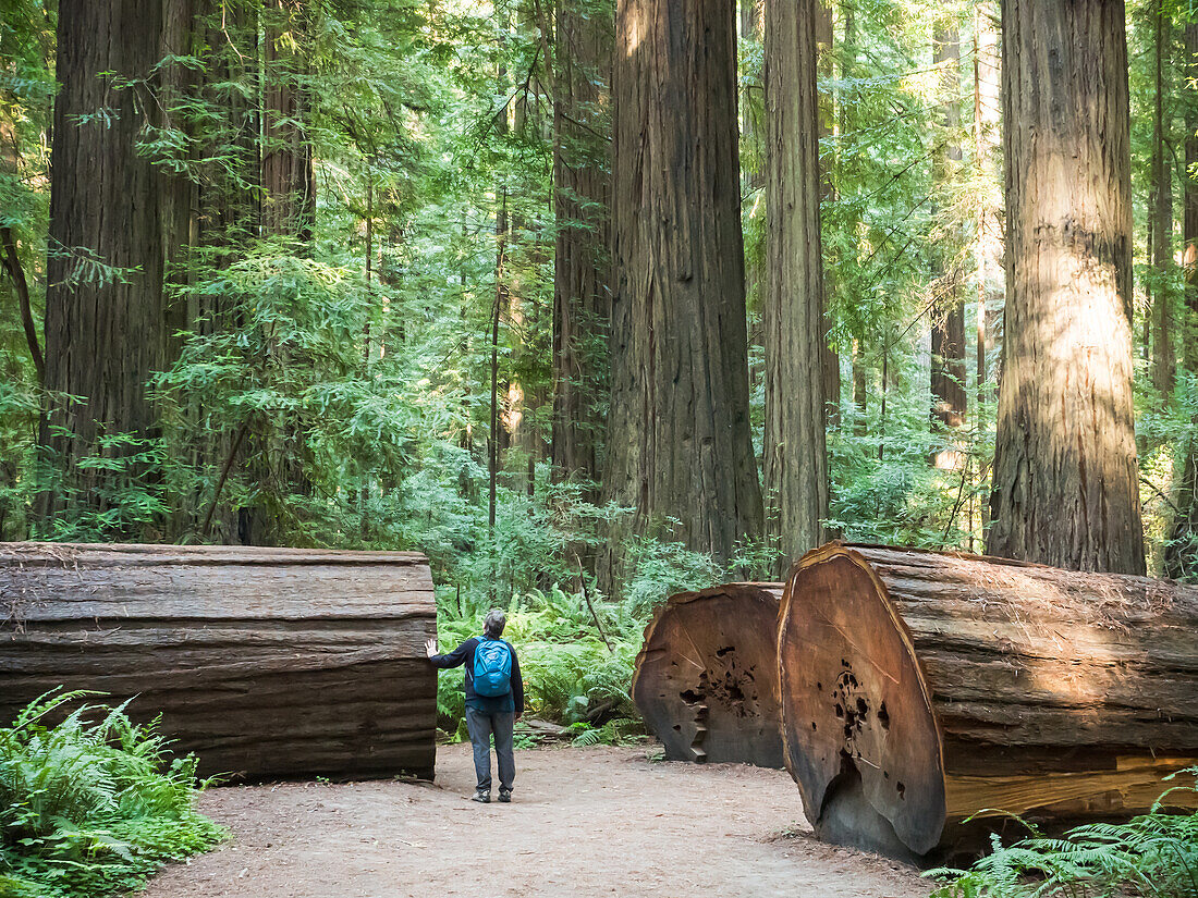 Wanderer in einem Redwood-Hain auf der Avenue of Giants, Humboldt Redwoods State Park, Kalifornien, Vereinigte Staaten von Amerika, Nordamerika