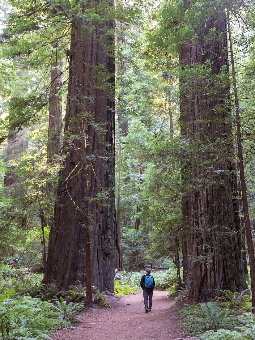 Wanderer in einem Redwood-Hain auf der Avenue of Giants, Humboldt Redwoods State Park, Kalifornien, Vereinigte Staaten von Amerika, Nordamerika