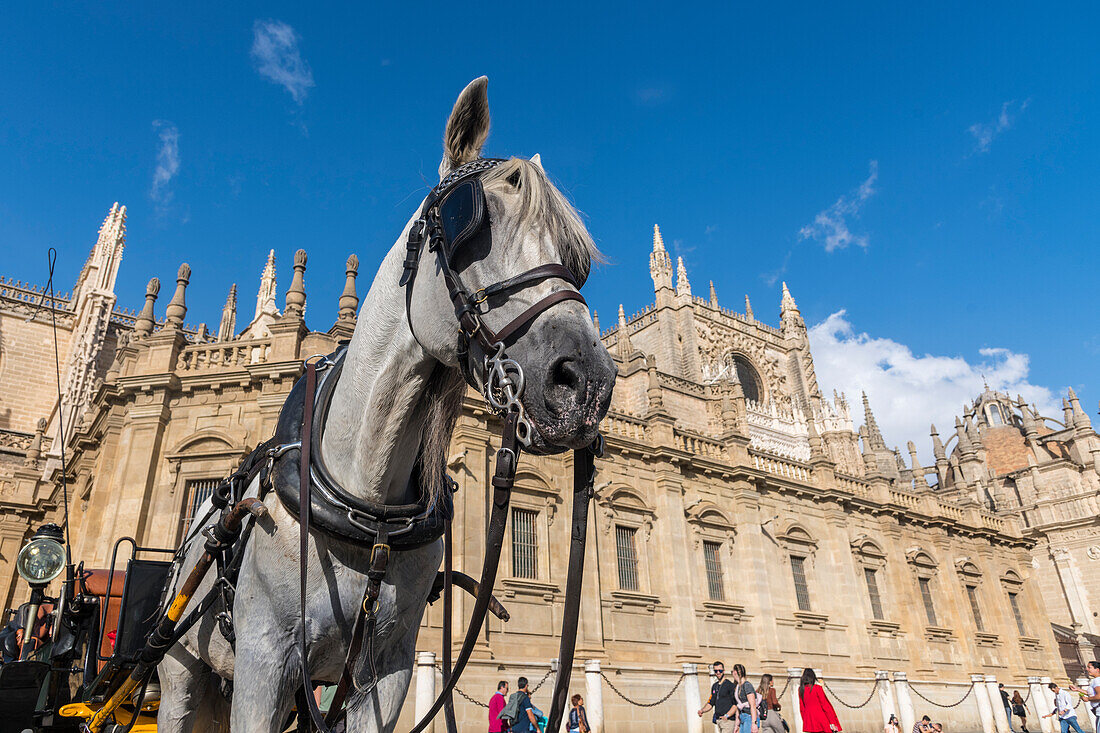 Ein Pferd, das an einer Kutsche befestigt ist und auf Touristen vor der Catedral de Sevilla (Kathedrale von Sevilla), Sevilla, Andalusien, Spanien, Europa wartet