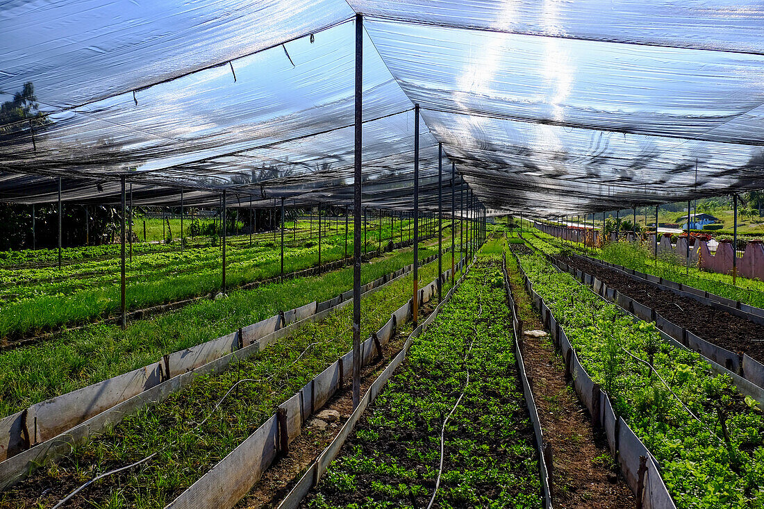 A greenhouse, Cienfuegos, Cuba, West Indies, Central America